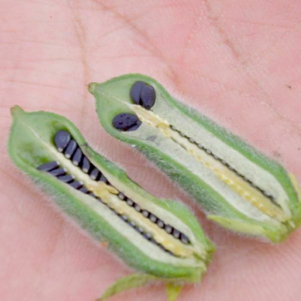 【数量限定】純国産黒ごま油110g